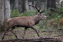 D6 Boutissaint 21-10-09 2844   Photo ACG