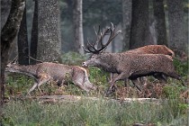 D6 Boutissaint 21-10-09 2853   Photo ACG