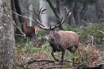 D6 Boutissaint 21-10-09 2857   Photo ACG