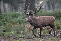 D6 Boutissaint 21-10-09 2859   Photo ACG