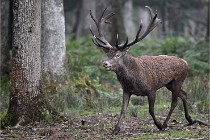 D6 Boutissaint 21-10-09 2862   Photo ACG