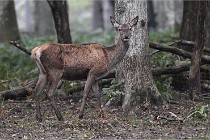 D6 Boutissaint 21-10-09 2868   Photo ACG