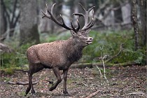 D6 Boutissaint 21-10-09 2871   Photo ACG