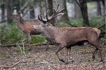 D6 Boutissaint 21-10-09 2878   Photo ACG