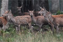 D6 Boutissaint 21-10-09 2888   Photo ACG