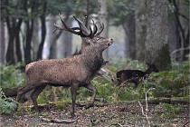 D6 Boutissaint 21-10-09 2890   Photo ACG