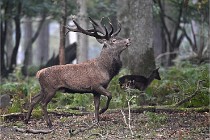 D6 Boutissaint 21-10-09 2891   Photo ACG