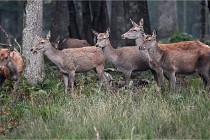 D6 Boutissaint 21-10-09 2893   Photo ACG