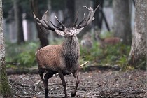 D6 Boutissaint 21-10-09 2895   Photo ACG