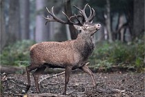 D6 Boutissaint 21-10-09 2900   Photo ACG