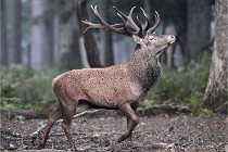 D6 Boutissaint 21-10-09 2902   Photo ACG