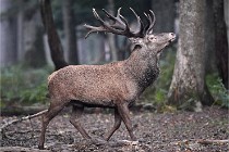 D6 Boutissaint 21-10-09 2904   Photo ACG