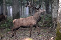 D6 Boutissaint 21-10-09 2914   Photo ACG