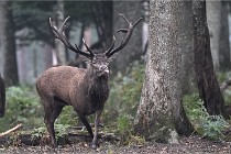 D6 Boutissaint 21-10-09 2918   Photo ACG