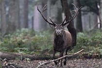 D6 Boutissaint 21-10-09 2922   Photo ACG