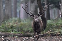 D6 Boutissaint 21-10-09 2923   Photo ACG