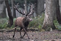 D6 Boutissaint 21-10-09 2924   Photo ACG