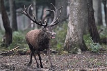 D6 Boutissaint 21-10-09 2925   Photo ACG