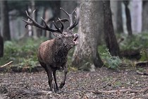 D6 Boutissaint 21-10-09 2927   Photo ACG