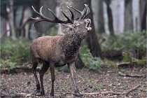 D6 Boutissaint 21-10-09 2929   Photo ACG