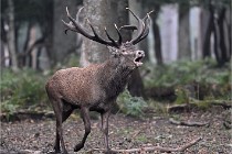 D6 Boutissaint 21-10-09 2930   Photo ACG