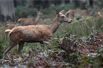 D6 Boutissaint 21-10-09 2948   Photo ACG