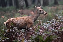 D6 Boutissaint 21-10-09 2949   Photo ACG