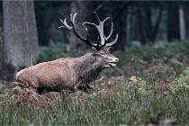 D6 Boutissaint 21-10-09 2957   Photo ACG