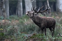 D6 Boutissaint 21-10-09 2971   Photo ACG