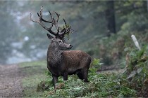 D6 Boutissaint 21-10-09 2996   Photo ACG