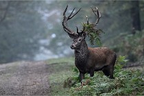 D6 Boutissaint 21-10-09 2999   Photo ACG