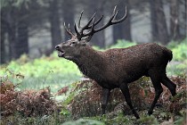 D6 Boutissaint 21-10-09 3003   Photo ACG