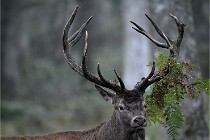 D6 Boutissaint 21-10-09 3010   Photo ACG