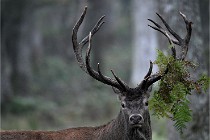 D6 Boutissaint 21-10-09 3012   Photo ACG