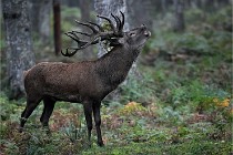 D6 Boutissaint 21-10-09 3014   Photo ACG