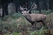 D6 Boutissaint 21-10-09 3025   Photo ACG