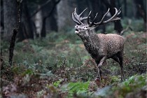 D6 Boutissaint 21-10-09 3031   Photo ACG