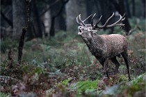 D6 Boutissaint 21-10-09 3032   Photo ACG