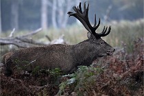 D6 Boutissaint 21-10-09 3036   Photo ACG