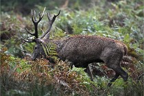 D6 Boutissaint 21-10-09 3039   Photo ACG