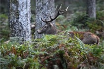 D6 Boutissaint 21-10-09 3045   Photo ACG