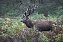 D6 Boutissaint 21-10-09 3047   Photo ACG