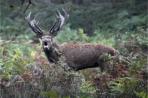 D6 Boutissaint 21-10-09 3053   Photo ACG