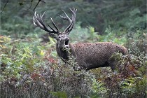 D6 Boutissaint 21-10-09 3059   Photo ACG