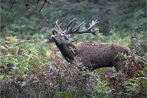 D6 Boutissaint 21-10-09 3066   Photo ACG