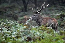 D6 Boutissaint 21-10-09 3071   Photo ACG