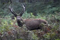 D6 Boutissaint 21-10-09 3075   Photo ACG