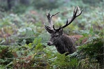 D6 Boutissaint 21-10-09 3121   Photo ACG