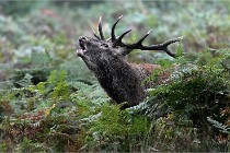 D6 Boutissaint 21-10-09 3125   Photo ACG