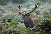 D6 Boutissaint 21-10-09 3137   Photo ACG